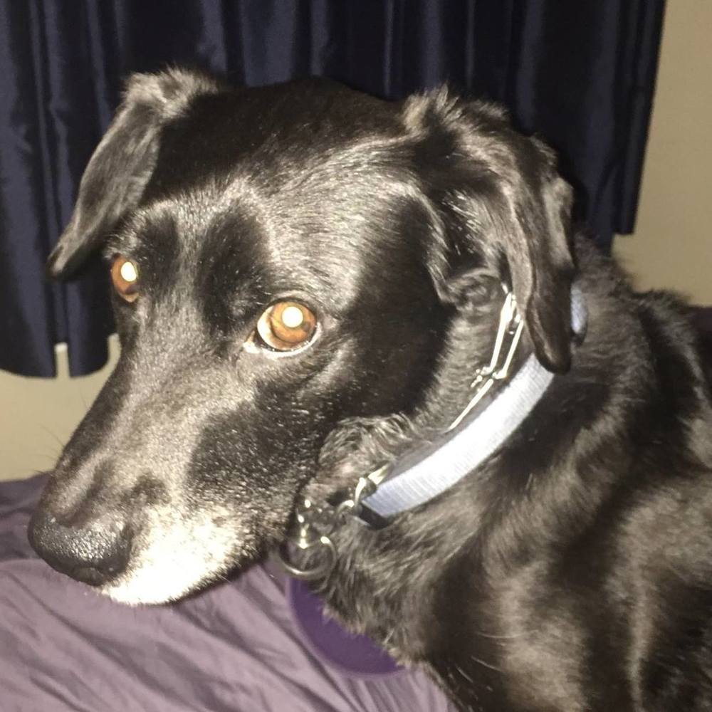 Meet your Posher, Bernie